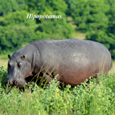 Hippopotamus